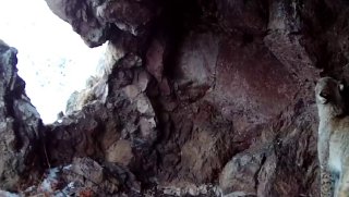 «Разговорчивая» рысь Казбеги: послушайте, как звучит дикая кошка