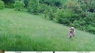 Медвежья семья вышла на прогулку — и попала в объектив фотоловушки