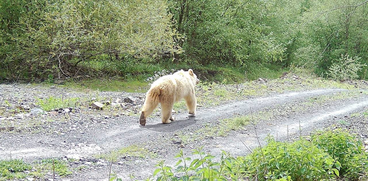Белый медведь в горах? В Пшав-Хевсурети заметили крайне редкого зверя