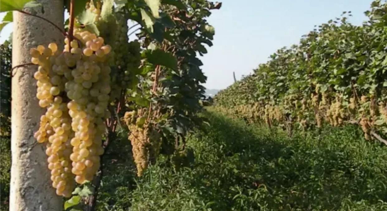 🍇 Власти ожидают рекордный урожай винограда